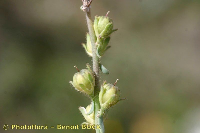 Taken Apr 15, 2006 by Photoflora - Benoit BOCK (©)