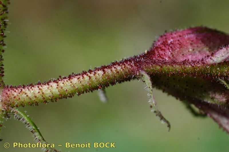 Taken Aug 15, 2006 by Photoflora - Benoit BOCK (©)