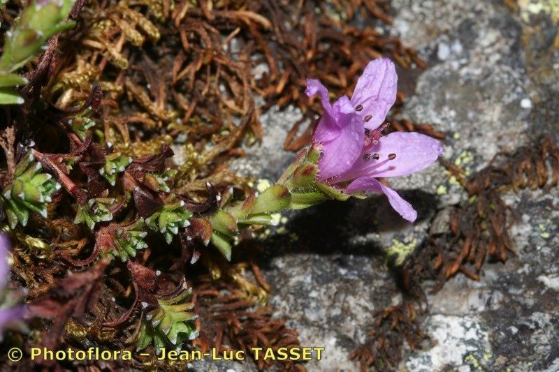 Taken Aug 15, 2006 by Photoflora - Jean-Luc TASSET (©)