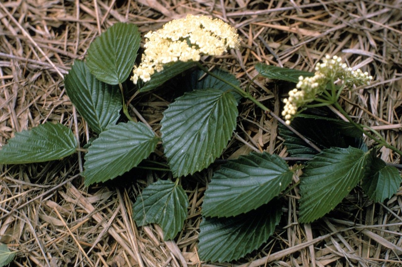 Taken Jan 1, 1900 by EOL − WVU Herbarium (cc-by-nc-sa)