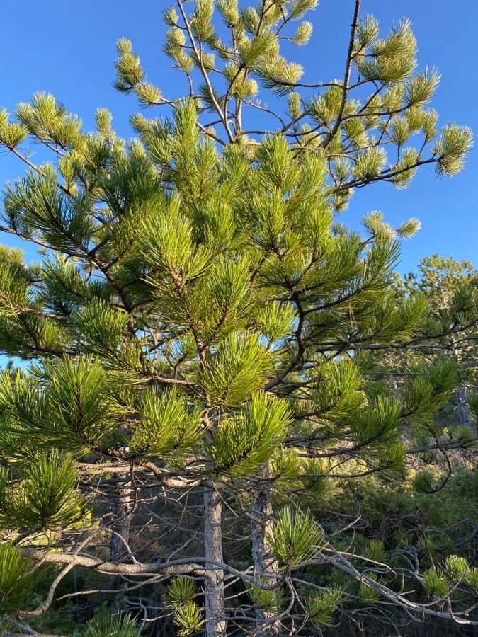 Cluster pine