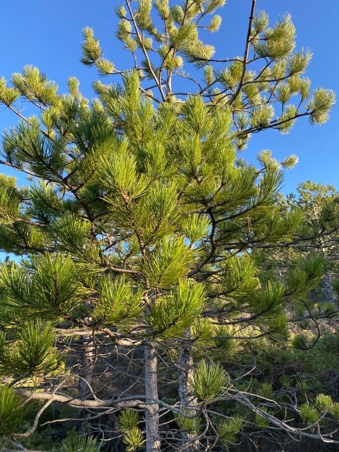 Cluster pine