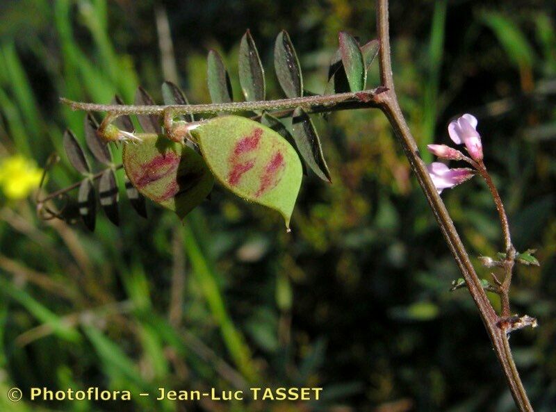 Taken Apr 15, 2004 by Photoflora - Jean-Luc TASSET (©)