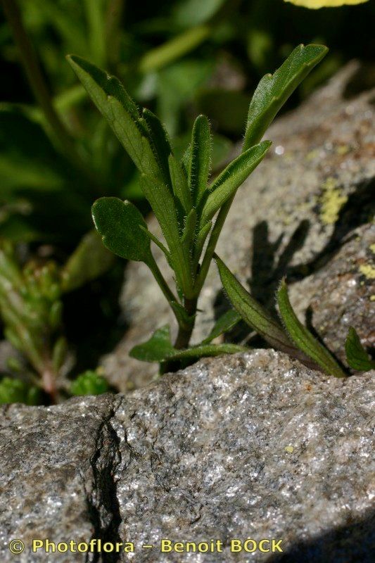 Taken Jul 15, 2005 by Photoflora - Benoit BOCK (©)