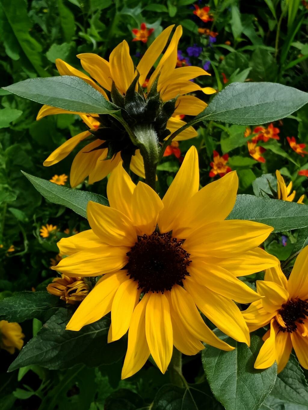 Helianthus Debilis Nutt., Beach Sunflower (World Flora) - Pl@ntNet Identify