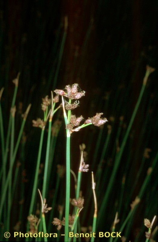 Taken Aug 15, 2002 by Photoflora - Benoit BOCK (©)