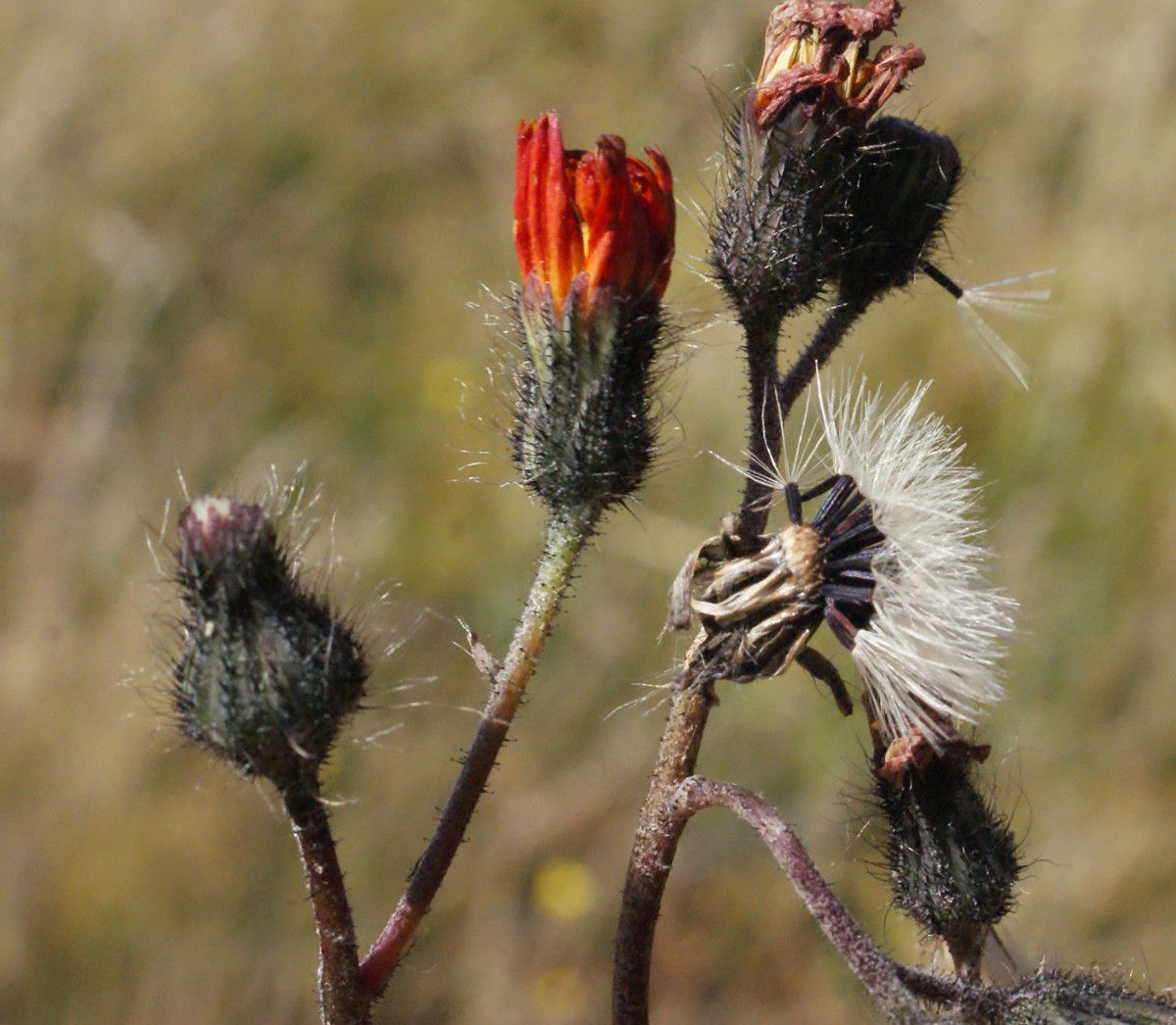 Taken Aug 21, 2014 by Tela Botanica − Liliane Roubaudi (cc-by-sa)