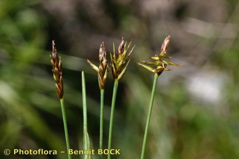 Taken Jul 15, 2005 by Photoflora - Benoit BOCK (©)