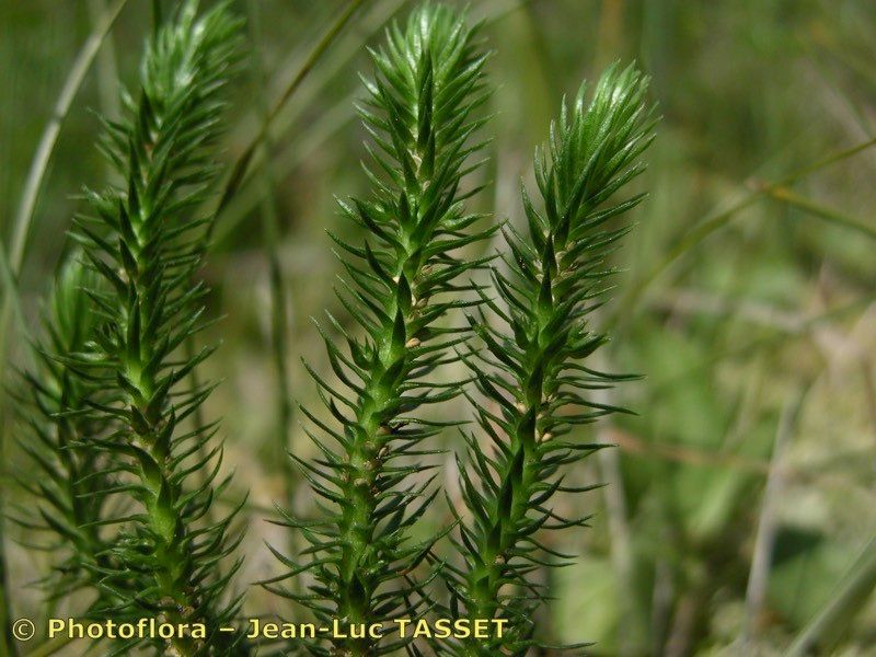 Taken Jul 15, 2003 by Photoflora - Jean-Luc TASSET (©)