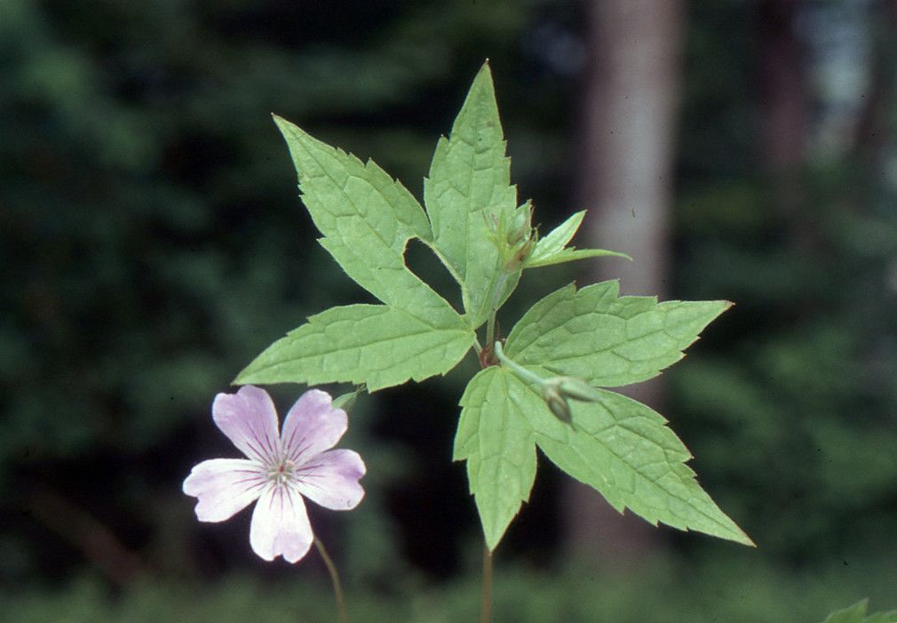 Taken Jun 8, 2003 by Tela Botanica − Liliane Roubaudi (cc-by-sa)