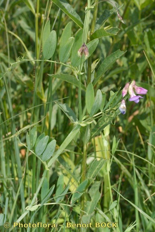 Taken Aug 15, 2009 by Photoflora - Benoit BOCK (©)