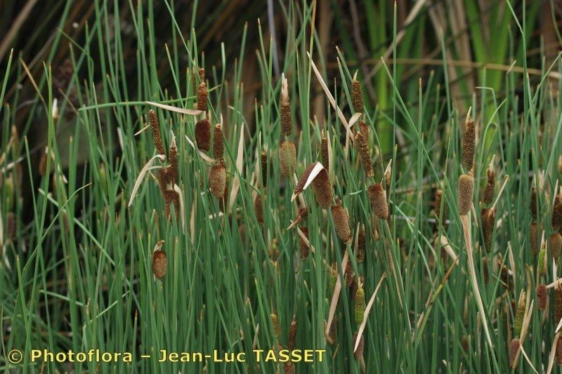 Taken May 15, 2017 by Photoflora - Jean-Luc TASSET (©)