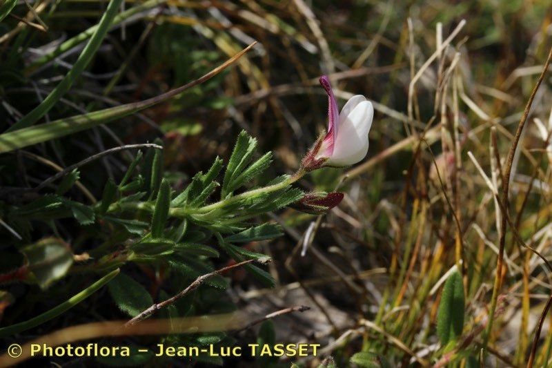 Taken Jul 15, 2017 by Photoflora - Jean-Luc TASSET (©)