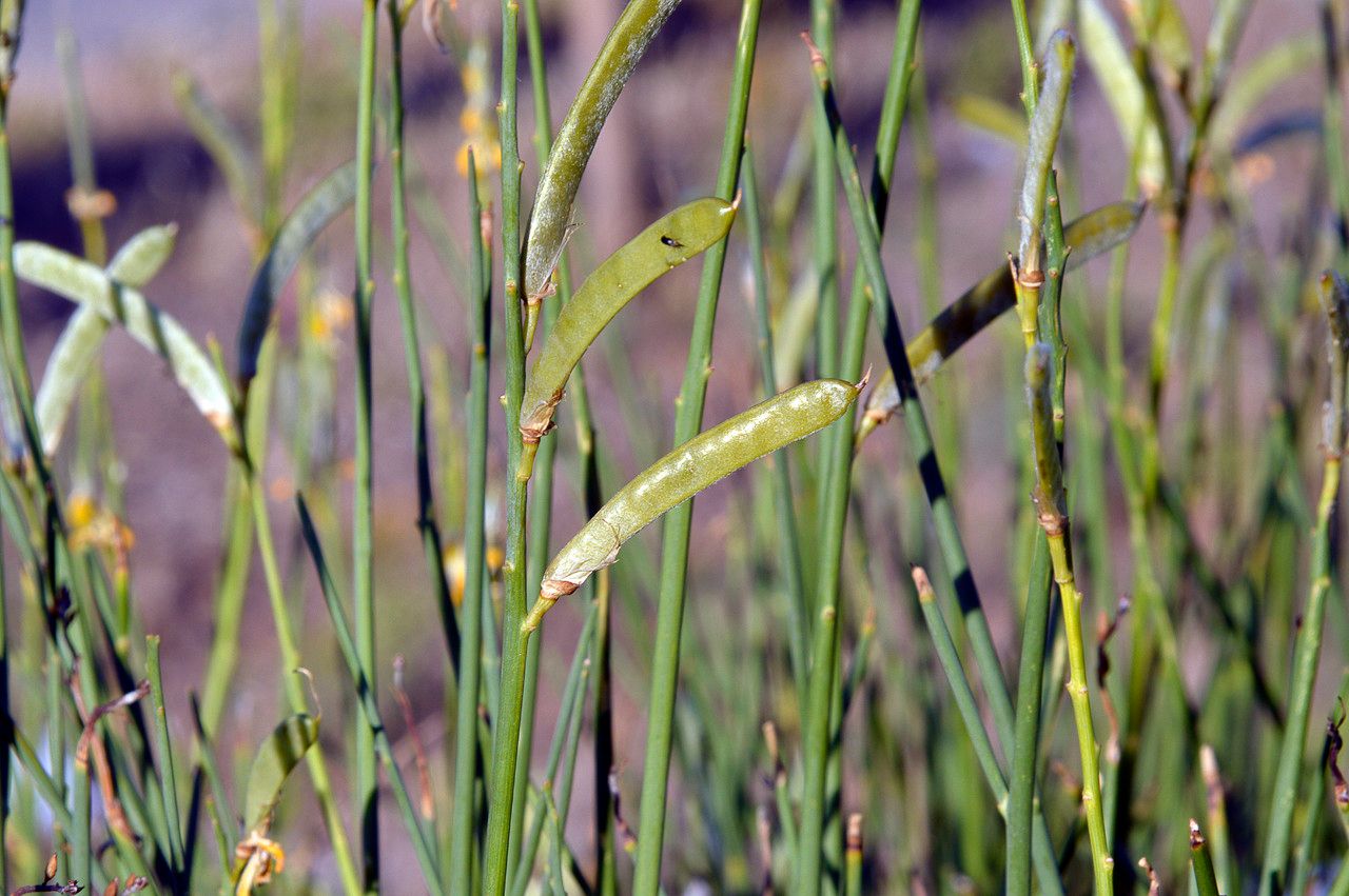 Taken Jun 20, 2014 by Tela Botanica − Patrice GIRAUDEAU (cc-by-sa)