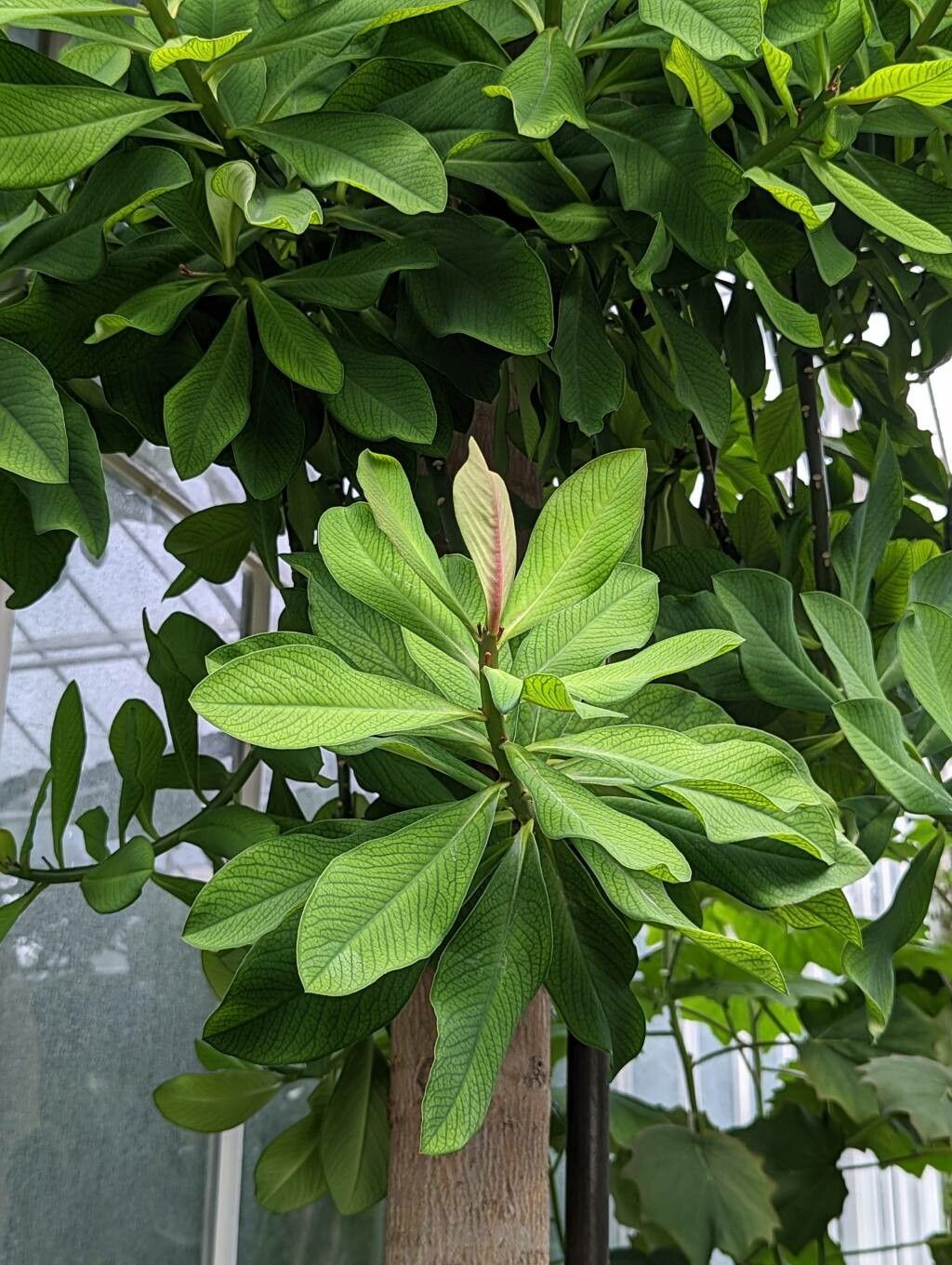 Euphorbia umbellata (Pax) Bruyns, Afrikanischer Milchbaum (Weltflora) -  Pl@ntNet identify