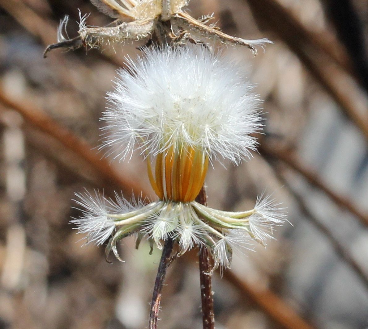 Taken Sep 23, 2014 by Tela Botanica − Marie PORTAS (cc-by-sa)