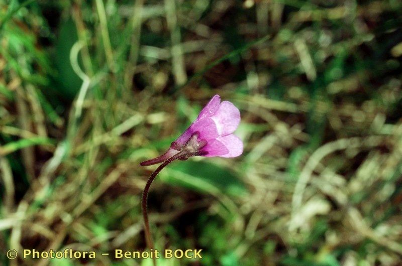 Taken Jul 15, 1999 by Photoflora - Benoit BOCK (©)