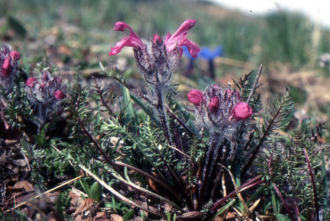 Taken Jul 6, 2004 by Tela Botanica − Liliane ROUBAUDI (cc-by-sa)