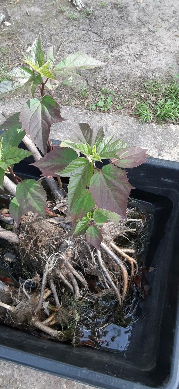 Plant Image 2