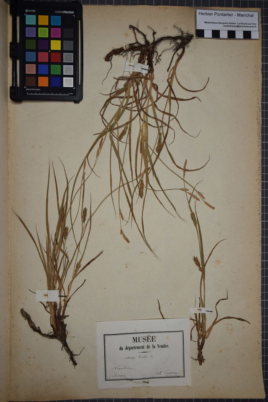 Taken May 31, 1853 by Tela Botanica − Herbier PONTARLIER-MARICHAL (cc-by-sa)