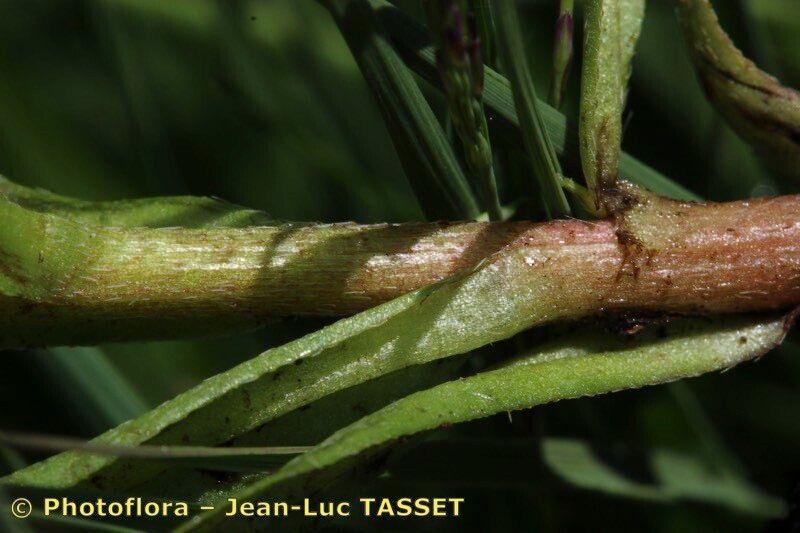 Taken Jul 15, 2018 by Photoflora - Jean-Luc TASSET (©)