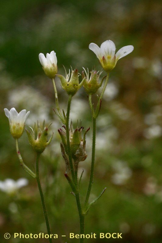 Taken May 15, 2007 by Photoflora - Benoit BOCK (©)