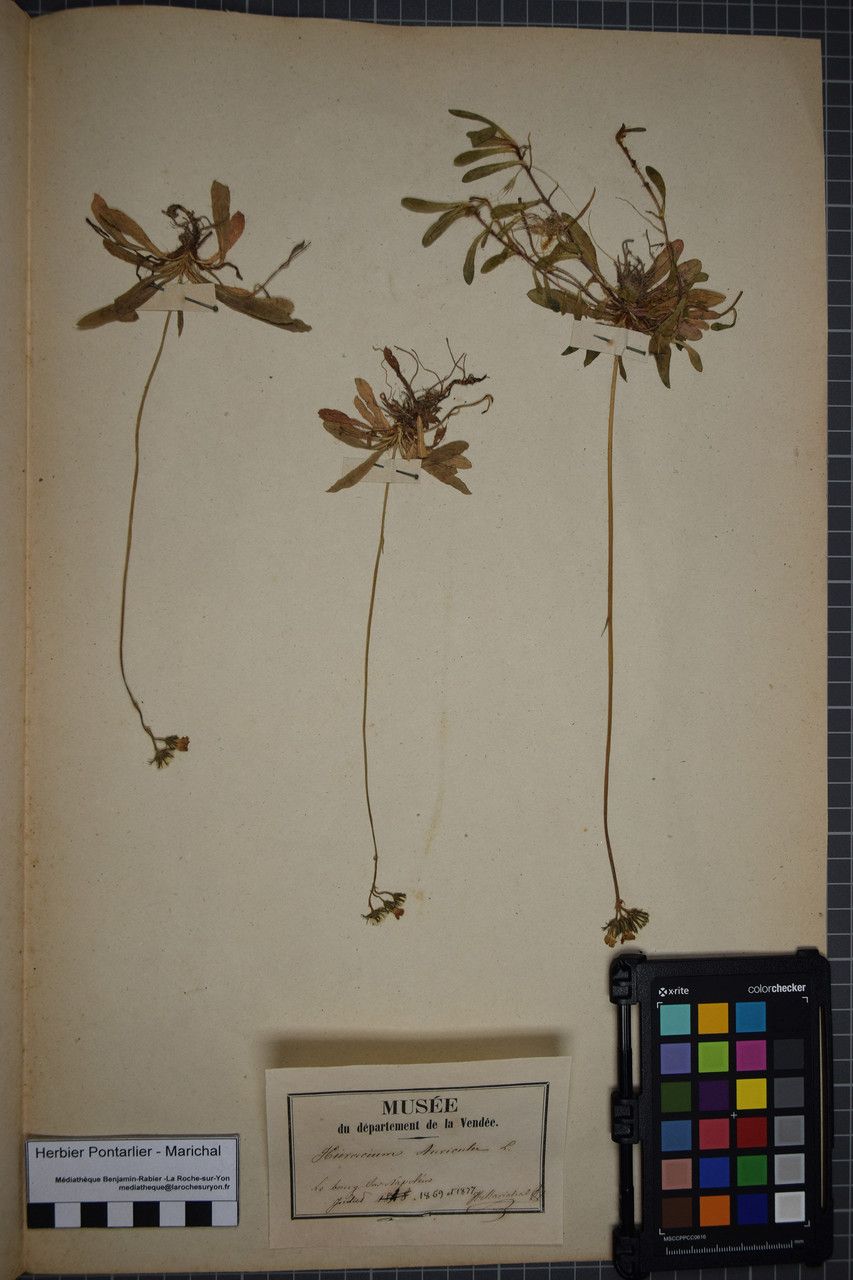 Taken Jun 30, 1869 by Tela Botanica − Herbier PONTARLIER-MARICHAL (cc-by-sa)