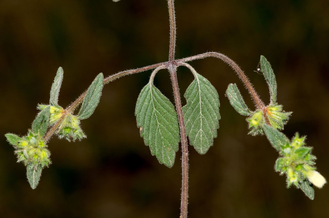 Taken Aug 24, 2013 by Tela Botanica − Jean-Jacques HOUDRÉ (cc-by-sa)