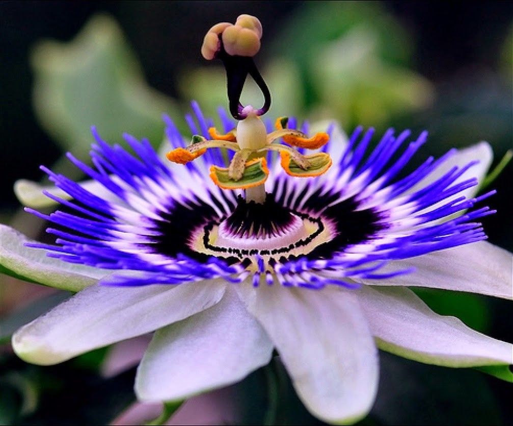 Passiflore bleue, Fleur de la passion - Passiflora caerulea