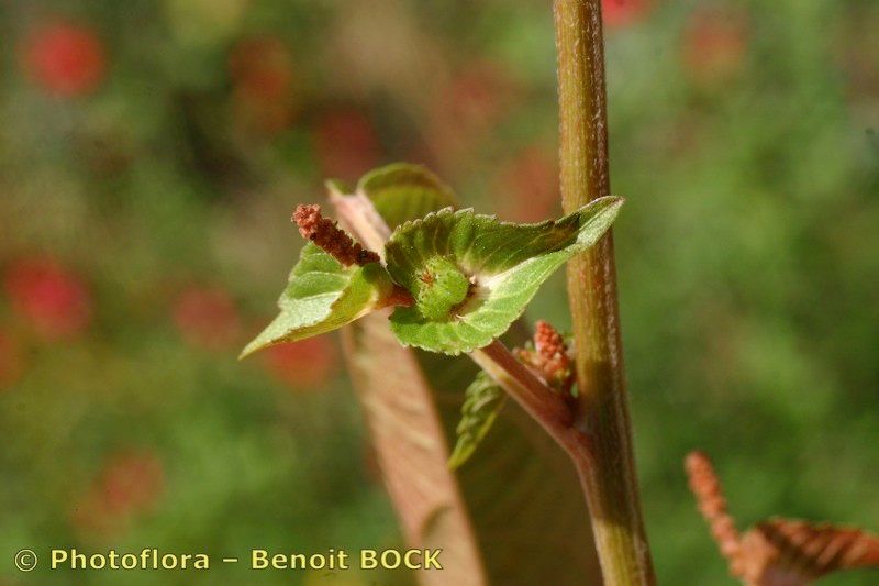 Taken Sep 15, 2006 by Photoflora - Benoit BOCK (©)