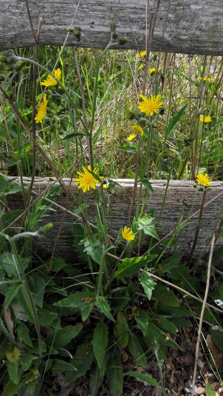 Common hawkweed