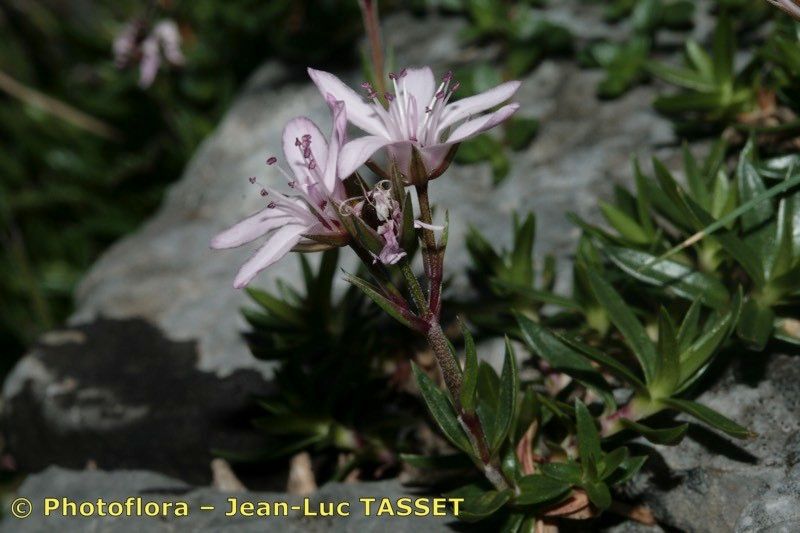 Taken Jul 15, 2008 by Photoflora - Jean-Luc TASSET (©)