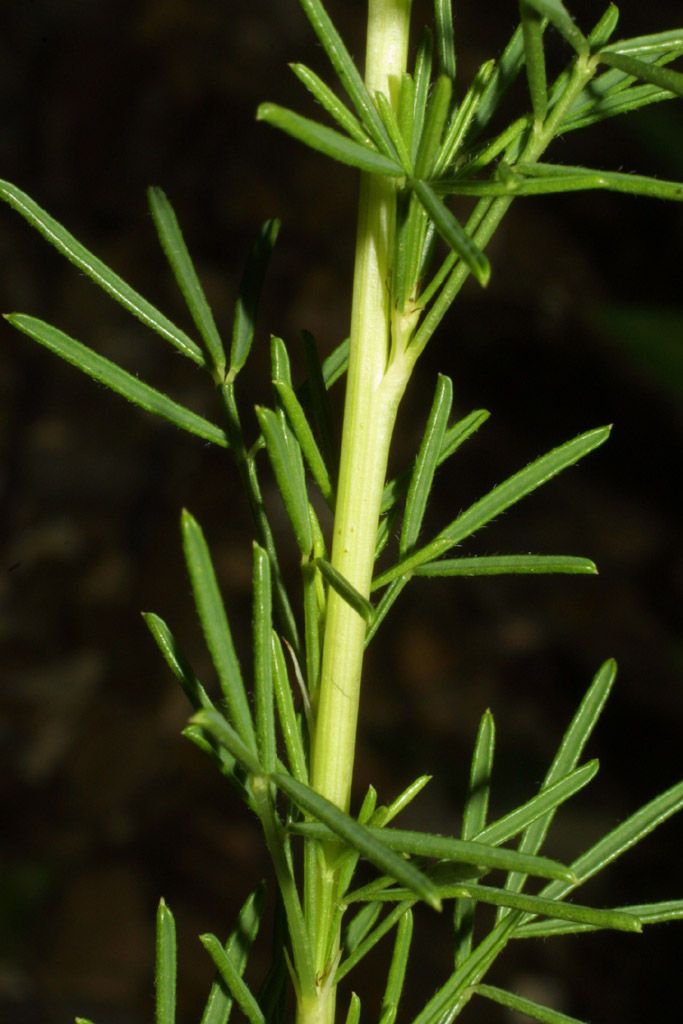 Plant Image 3