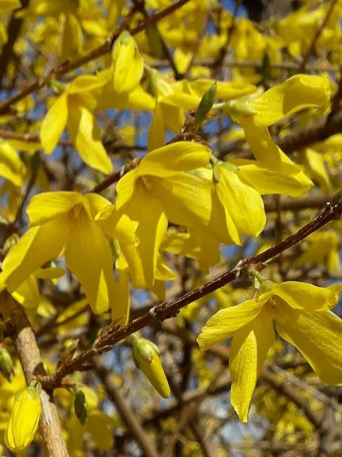 Forsythia suspensa