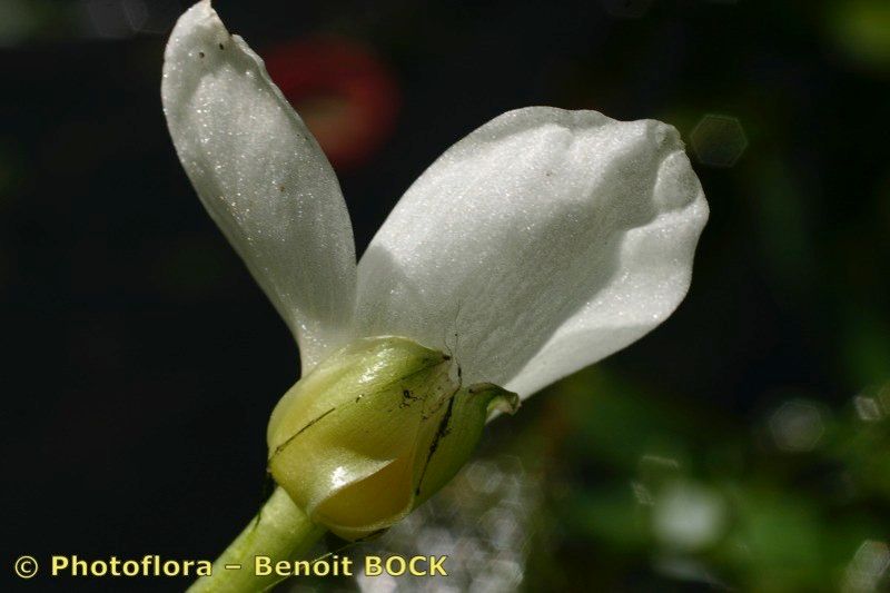 Taken May 15, 2005 by Photoflora - Benoit BOCK (©)