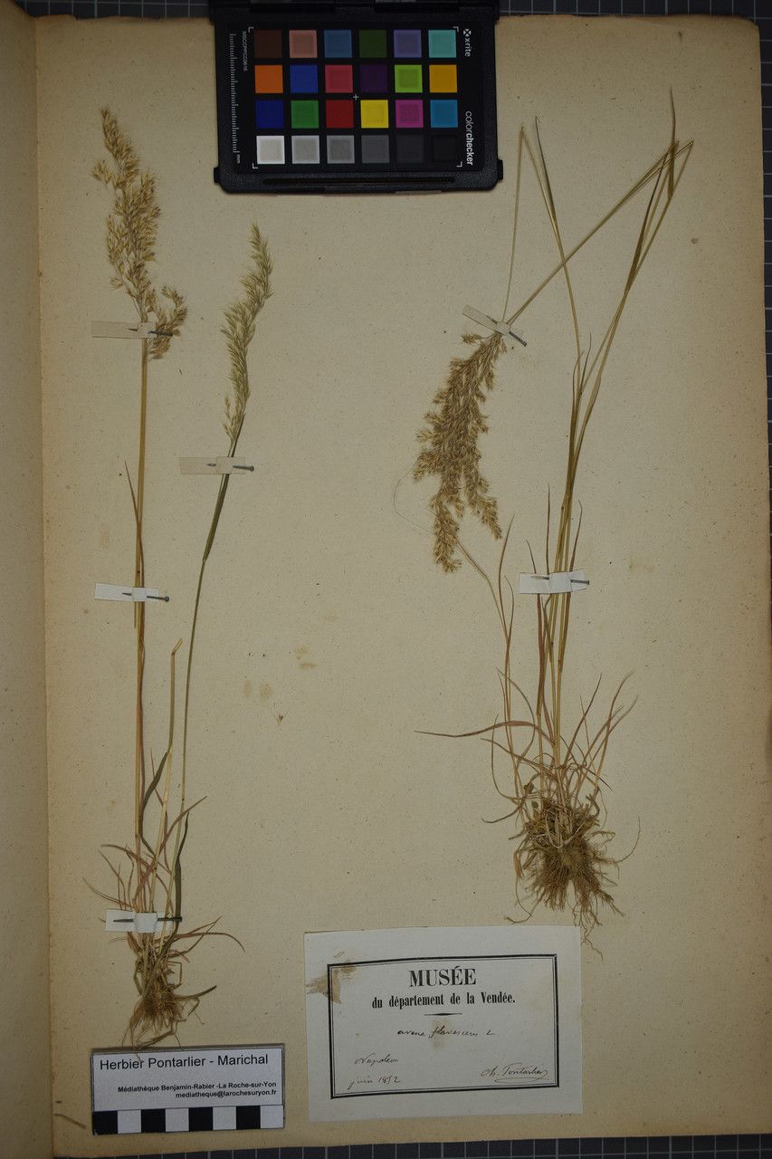 Taken May 31, 1852 by Tela Botanica − Herbier PONTARLIER-MARICHAL (cc-by-sa)