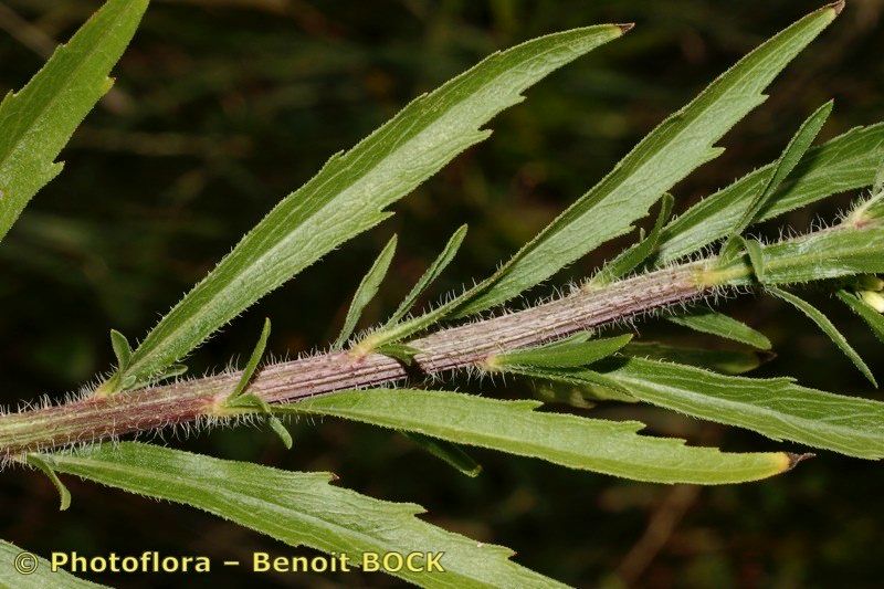 Taken Aug 15, 2007 by Photoflora - Benoit BOCK (©)