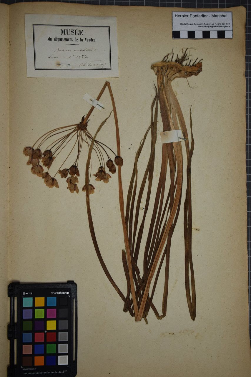 Taken Jun 30, 1872 by Tela Botanica − Herbier PONTARLIER-MARICHAL (cc-by-sa)