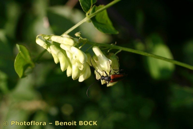 Taken Jul 15, 2005 by Photoflora - Benoit BOCK (©)