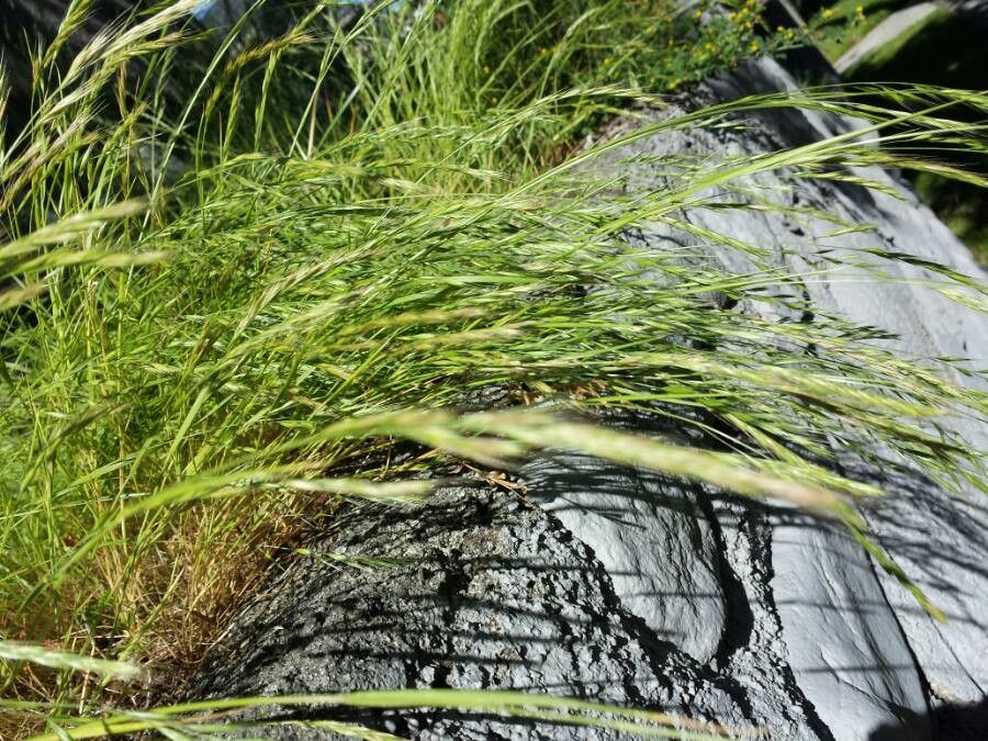 Festuca arundinacea shop