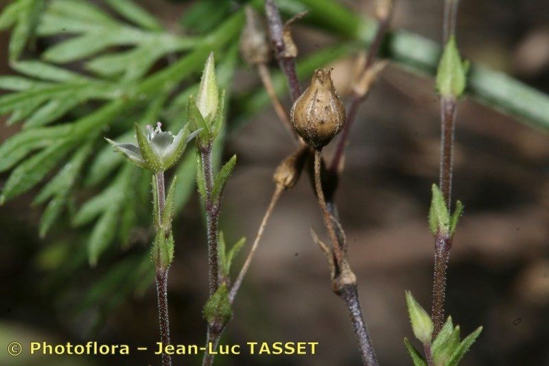 Taken Sep 15, 2007 by Photoflora - Jean-Luc TASSET (©)