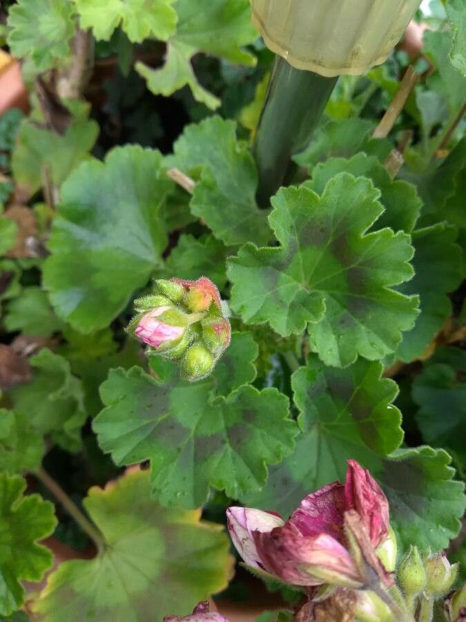 Pelargonium zonale (L.) L'Hér., Gerânio (Europa Ocidental) - Pl@ntNet  identify