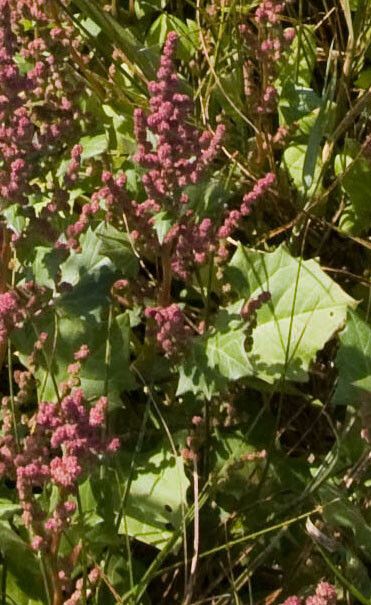 Chenopodium rubrum L. (World flora) - Pl@ntNet identify
