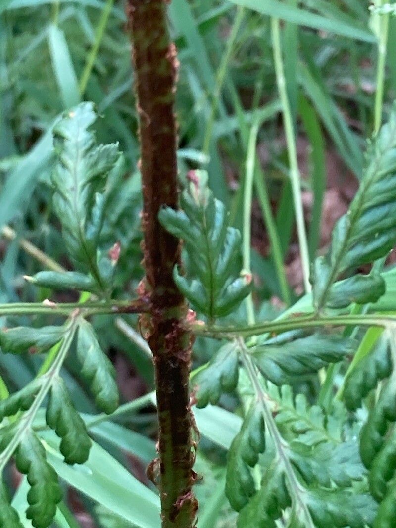 Dryopteris Aemula (aiton) Kuntze, Hay-scent Buckler Fern (world Flora 