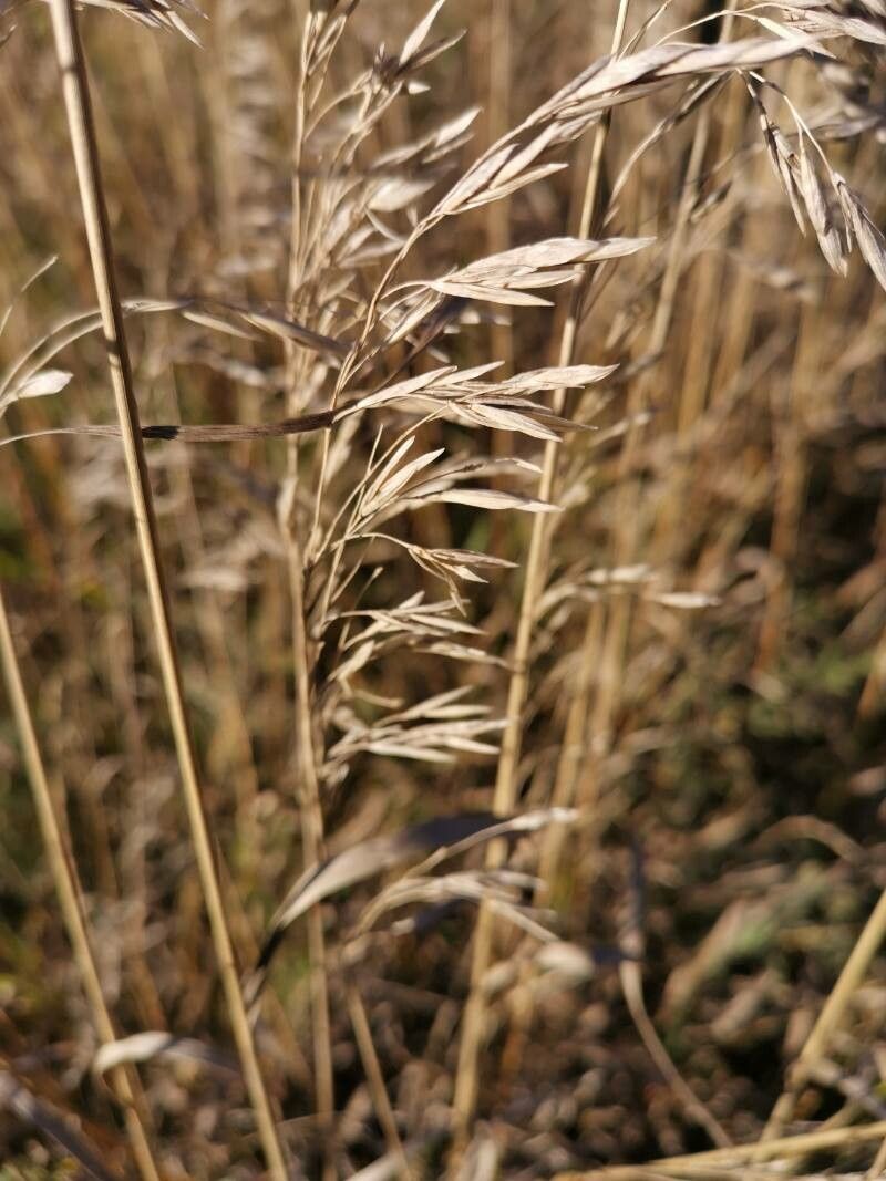 Hungarian brome