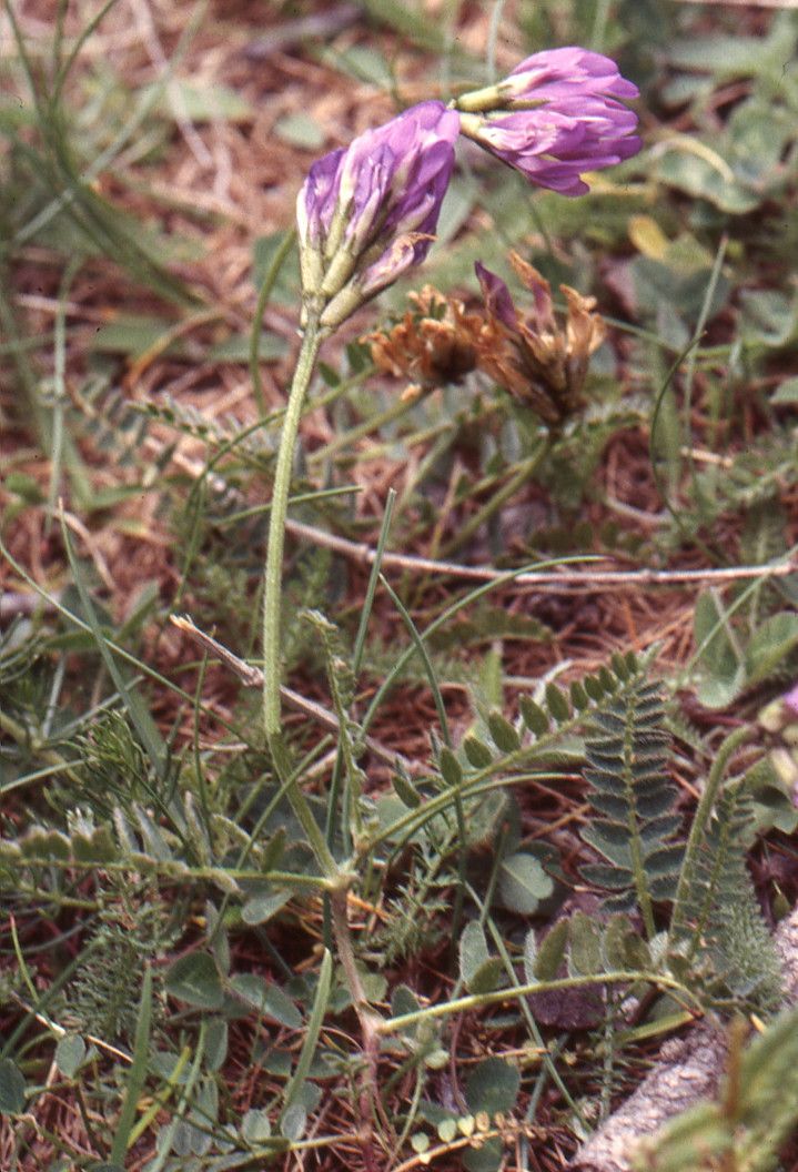 Taken Jun 12, 2000 by Tela Botanica − Liliane Roubaudi (cc-by-sa)