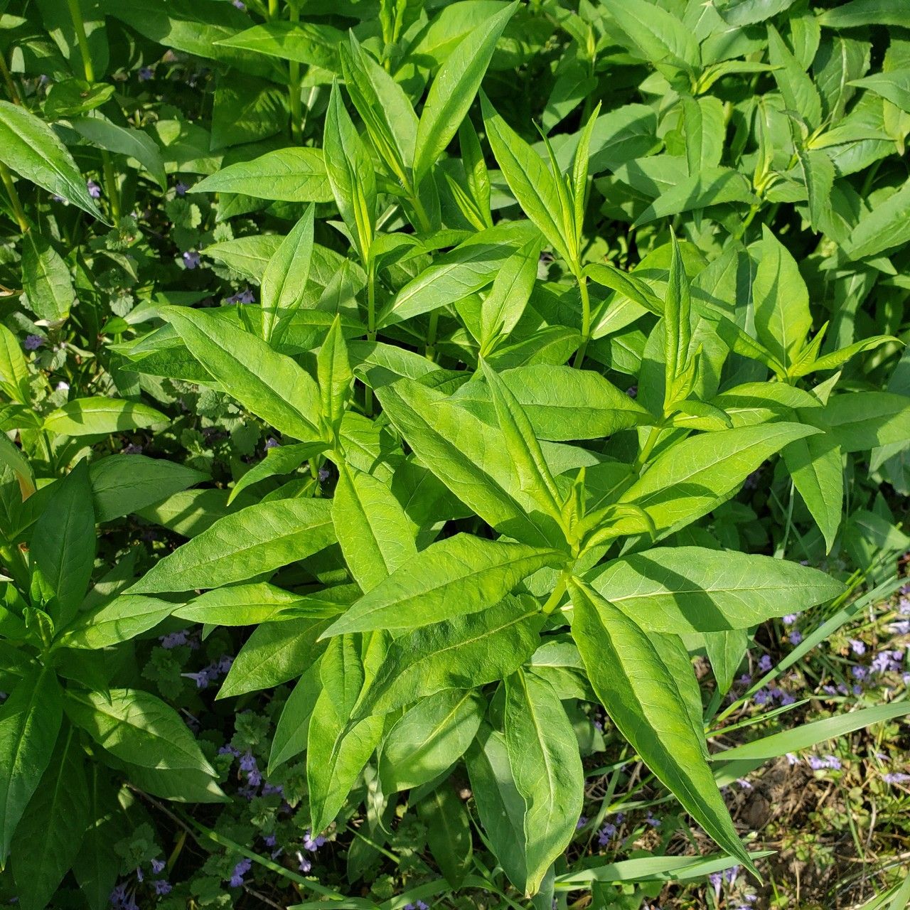 Beobachtung: Phlox paniculata L. (Katie Oliver 17. Mai 2021) Weltflora -  Pl@ntNet identify