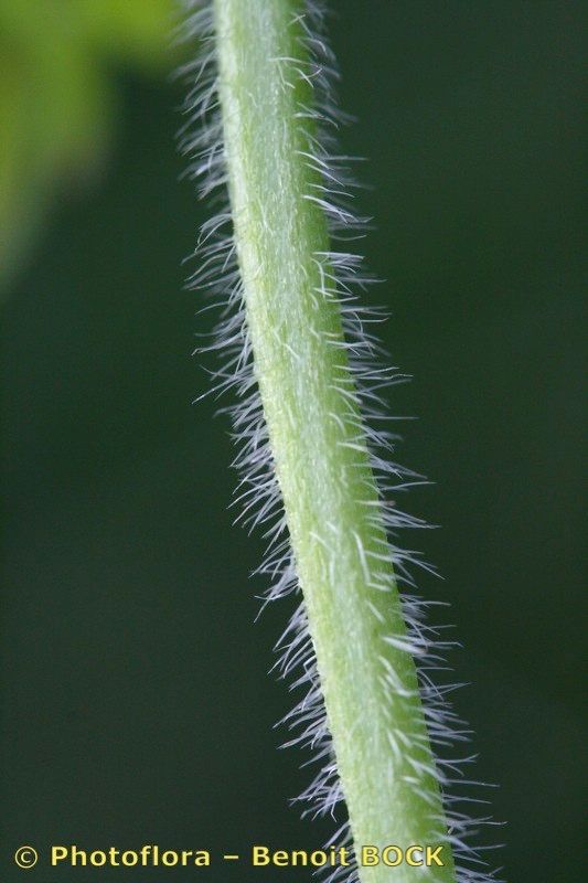 Taken Aug 15, 2007 by Photoflora - Benoit BOCK (©)