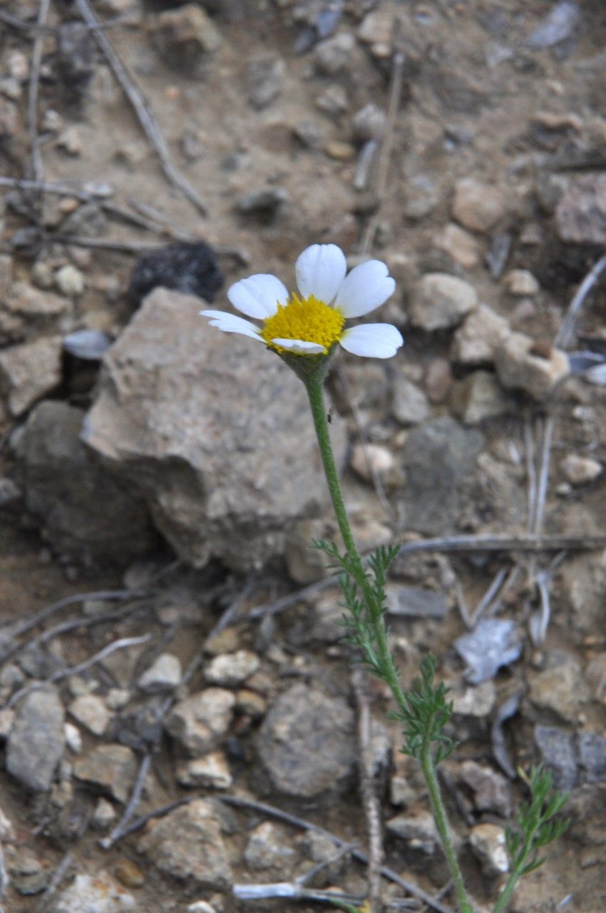 Taken Jun 1, 2013 by Tela Botanica − Françoise CARLE (cc-by-sa)