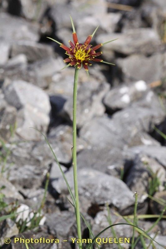 Taken Jul 15, 2010 by Photoflora - Yann QUELEN (©)